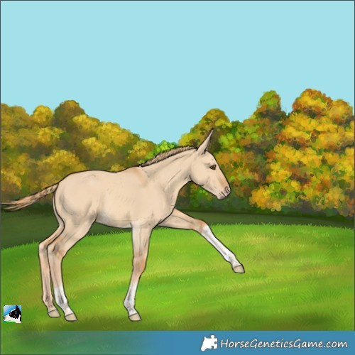 Horse Color:Red Dun Tobiano Rabicano 