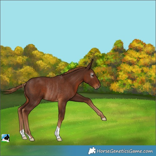 Horse Color:Gray Chestnut Rabicano 