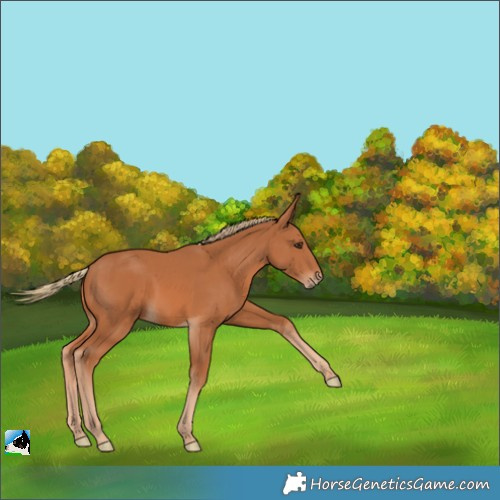 Horse Color:Chestnut Rabicano 