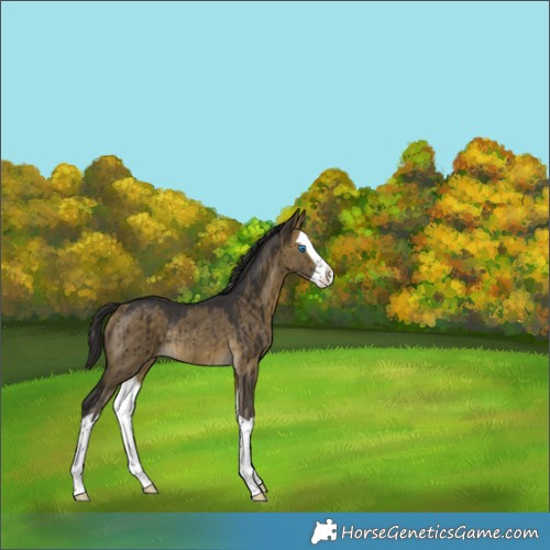Horse Color:Buckskin Dun Splash Rabicano Brindle 