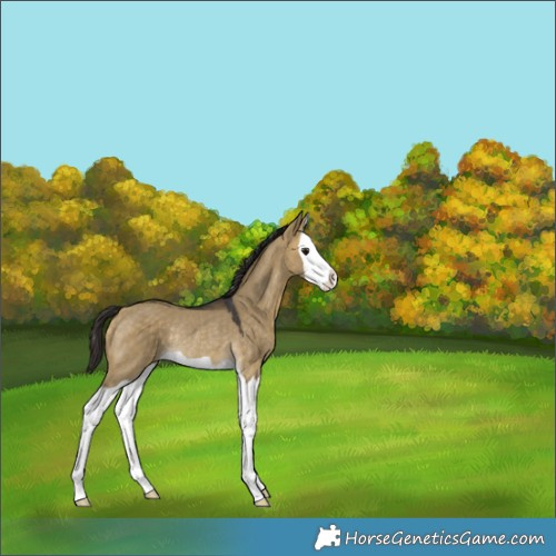 Horse Color:Buckskin Dun Splash Rabicano 