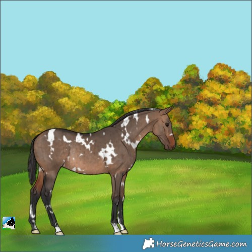 Horse Color:White Spotted Bay Dun Rabicano Brindle 