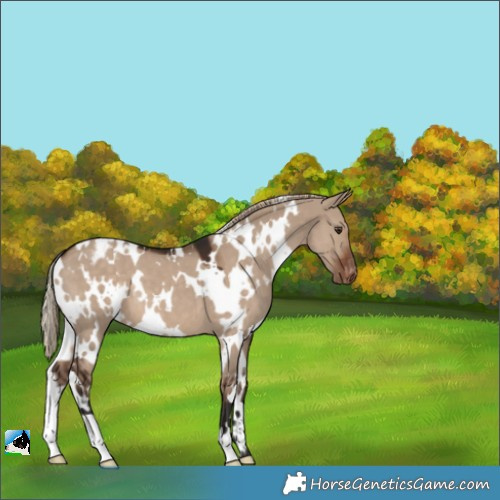 Horse Color:White Spotted Liver Red Dun Varnish 