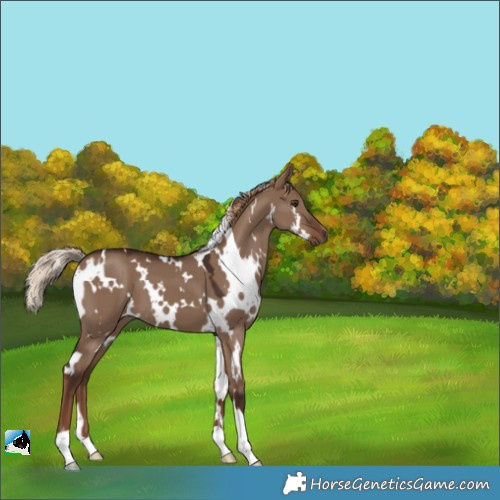 Horse Color:White Spotted Liver Red Dun 