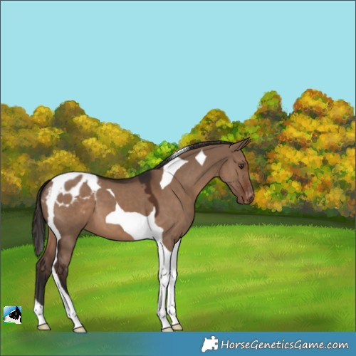 Horse Color:Liver Red Dun Tobiano Varnish 