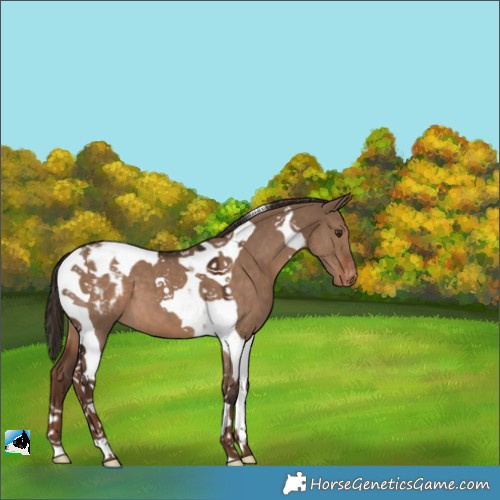 Horse Color:Liver Red Dun Tobiano Varnish 