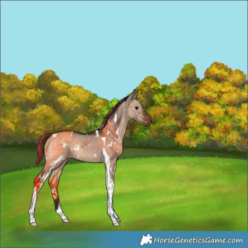 Horse Color:Painted White Spotted Bay Dun Tobiano Rabicano 