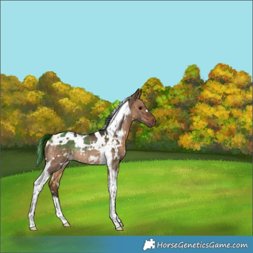 Horse Color:White Spotted Bay Dun Tobiano Rabicano 