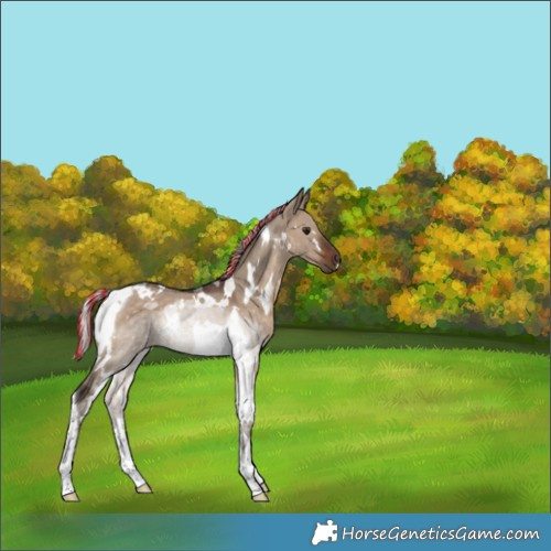 Horse Color:Painted White Spotted Silver Brown Dun Tobiano Rabicano 
