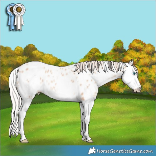 Horse Color:White Spotted Silver Classic Champagne Dun Splash Appaloosa Rabicano 