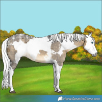 Horse Color:Powder White Silver Buckskin Merle 