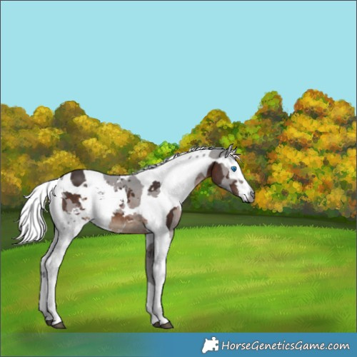 Horse Color:Silver Brown Merle Tobiano 