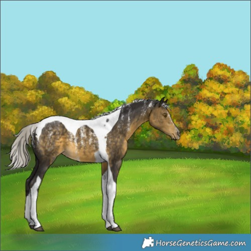 Horse Color:Powder White Silver Buckskin Tobiano 