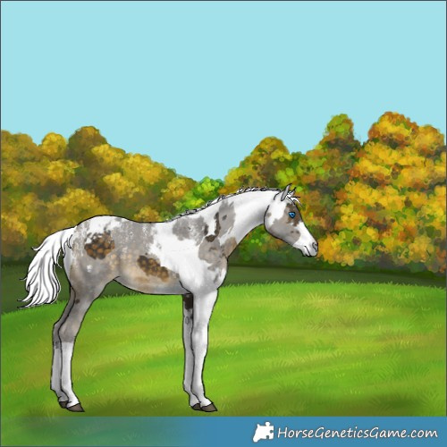 Horse Color:Powder White Silver Buckskin Merle Tobiano 