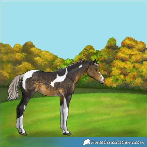 Horse Color:Silver Buckskin Tobiano 