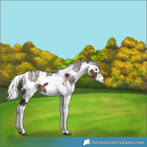 Horse Color:Powder White Silver Black Merle