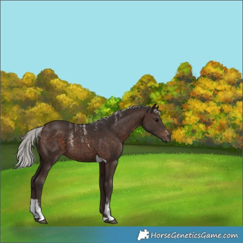 Horse Color:Powder White Silver Brown Tobiano 