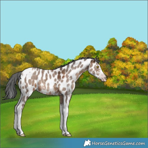 Horse Color:Gray Sable Champagne Merle Sabino Tobiano Appaloosa 