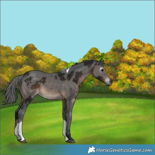 Horse Color:Gray Brown Merle Tobiano 