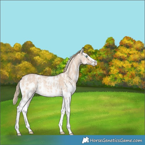 Horse Color:Perlino Ice Sabino Splash