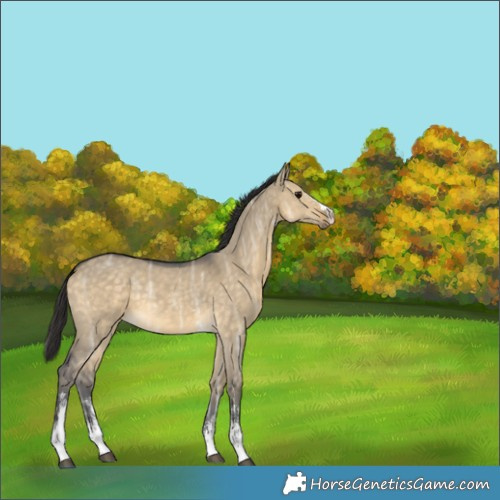 Horse Color:Buckskin Ice Dun Sabino
