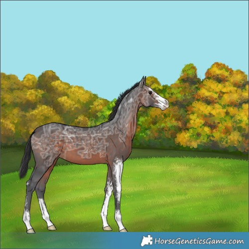 Horse Color:Bay Ice Sabino 