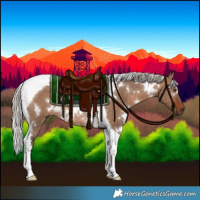 Horse Color:White Spotted Silver Brown Dun Tobiano Rabicano 