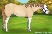 Horse Color:Gold Champagne Dun Sabino Splash Rabicano 