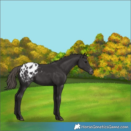 Horse Color:Smoky Black Appaloosa