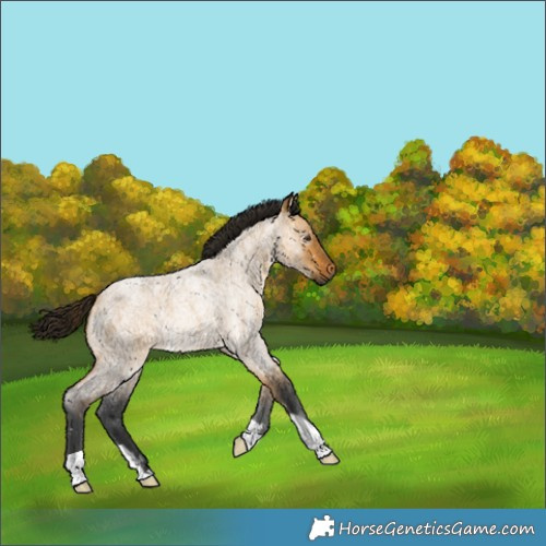 Horse Color:Gray Buckskin Roan Dun