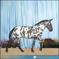 Horse Color:White Spotted Grullo Appaloosa 