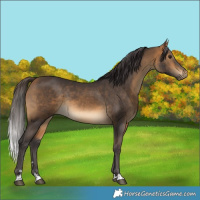 Horse Color:Buckskin Rabicano 