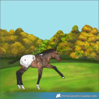 Horse Color:Brown Dun Appaloosa Brindle