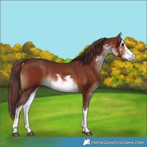 Horse Color:White Spotted Chocolate Bay Rabicano 