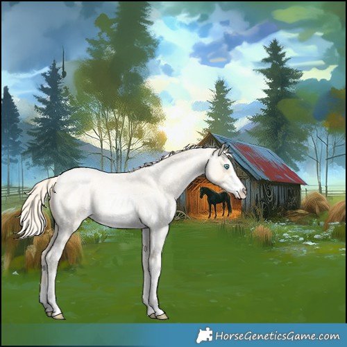 Horse Color:Gold Cream Champagne Roan Pearl Sabino 