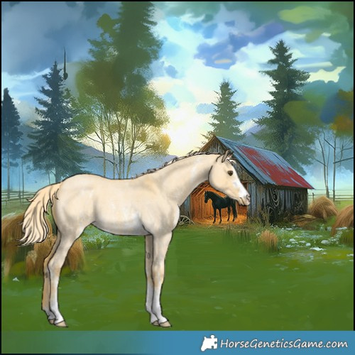 Horse Color:Palomino Roan Dun Sabino 