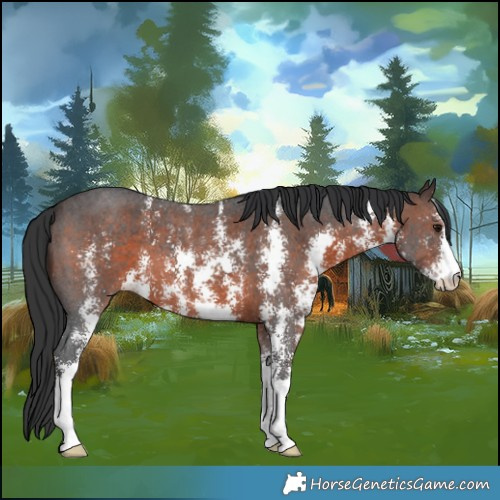 Horse Color:Brown Sabino