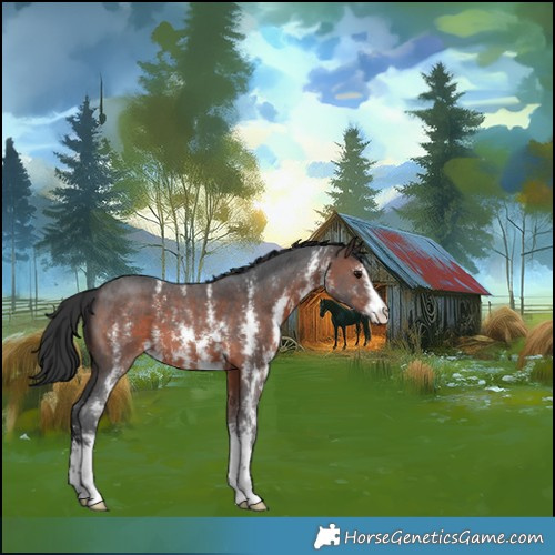 Horse Color:Brown Sabino
