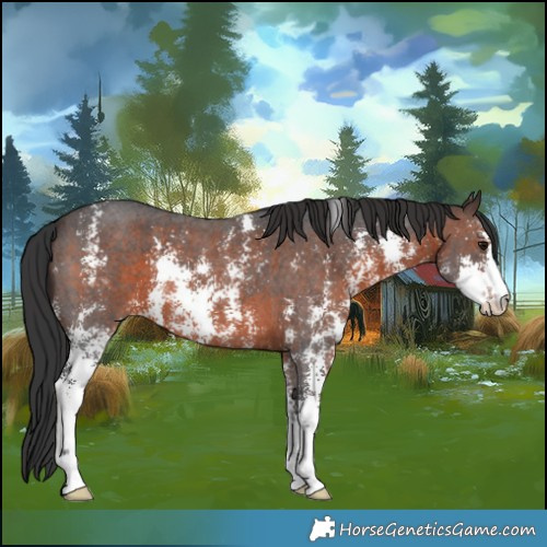Horse Color:Brown Sabino
