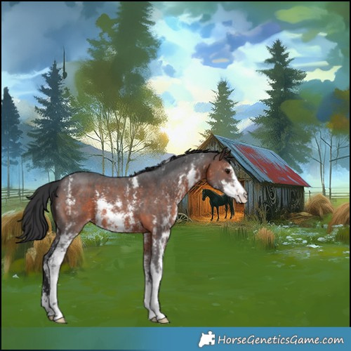 Horse Color:Brown Sabino