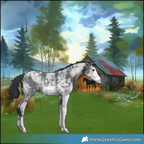 Horse Color:Black Ice Sabino Rabicano