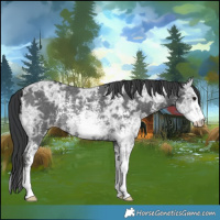 Horse Color:Black Ice Sabino Rabicano 