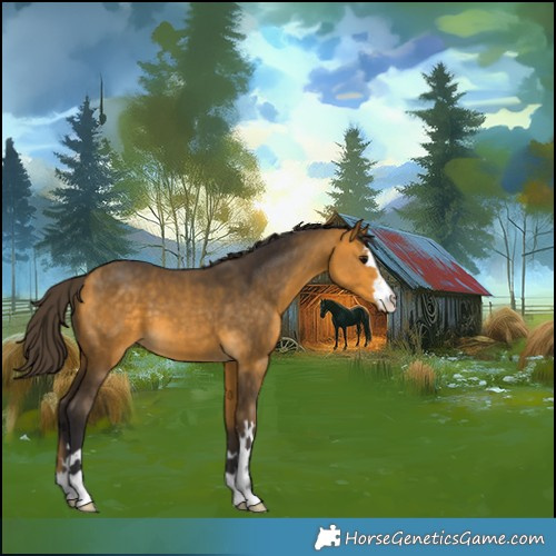 Horse Color:Buckskin 