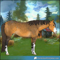 Horse Color:Buckskin 