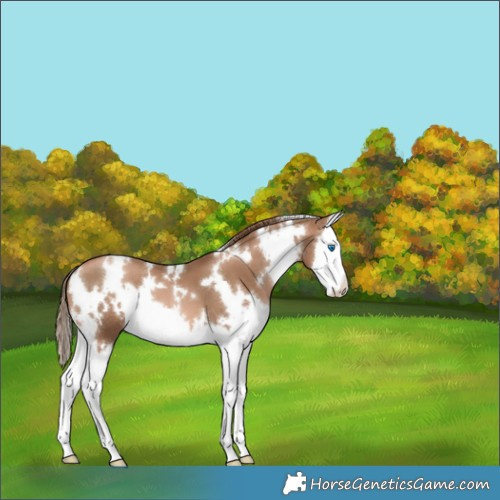 Horse Color:White Spotted Liver Chestnut Pearl Splash 
