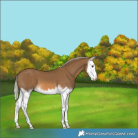 Horse Color:Chocolate Palomino Splash