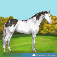 Horse Color:White Spotted Liver Chestnut Splash 
