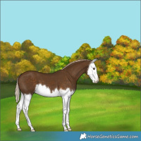 Horse Color:Chocolate Palomino Splash
