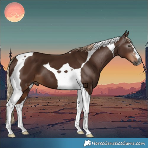 Horse Color:Gray Chestnut Tobiano 