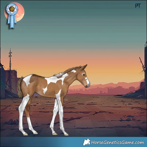 Horse Color:Gray Red Dun Tobiano 